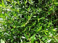 Mehr frische Kr&auml;uter!