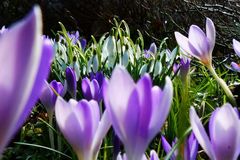 Umsetzen von Fr&uuml;hjahrsbl&uuml;hern