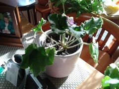 Gie&szlig;en und rupfen