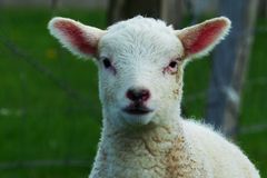 'Barthel' l&auml;utet f&uuml;r Sch&auml;fer Ende des Sommers ein.