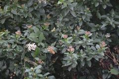 Selbst Ötzi schätzte ihn