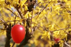 Als der Hase in Shorts kam