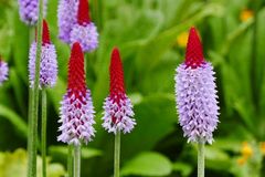 Selbst im Haus nicht sicher