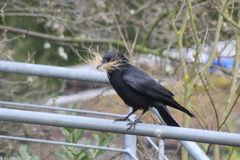 Raben und Krähen