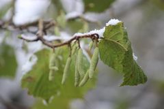 Hasel und Erle bald wieder unterwegs?