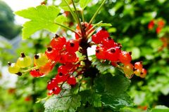 Stachel- und Johannisbeere