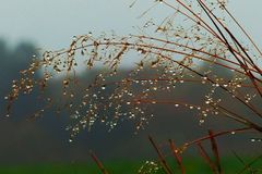 Entspannte Pollentage