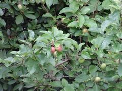 Junifall