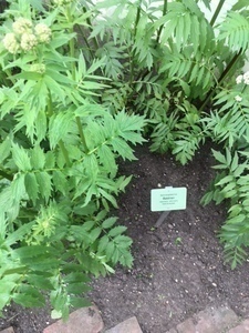 Gesundheit aus dem Garten