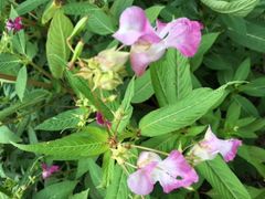 Invasive Pflanzenarten