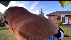 Bunter Vogel vor der Linse