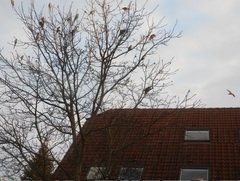 Ach du grüne Neune!