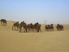 Wanderd&uuml;nen &uuml;ber Deutschland