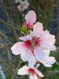 Fr&uuml;he Bl&uuml;te durch milden M&auml;rz